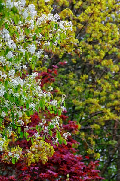 Spring Mood Nature — Stock Photo, Image