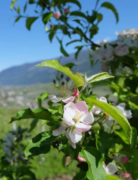 Цвітіння Яблук Південному Тиролі — стокове фото