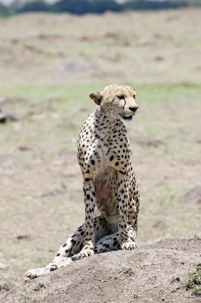 Cheetah Acinonyx Jubatus Animais Estado Selvagem — Fotografia de Stock