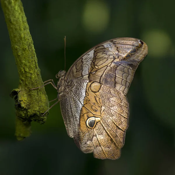 Closeup View Exotic Beautiful Falter — Stock Photo, Image