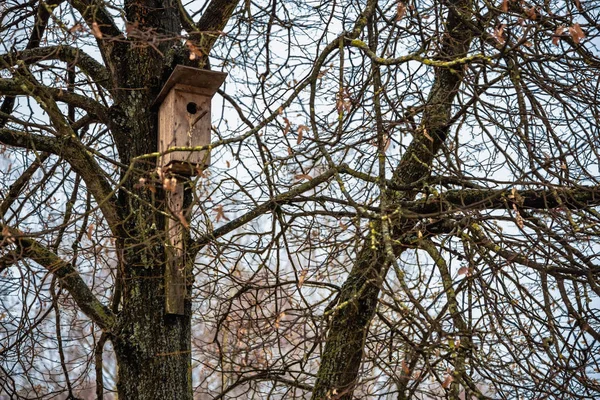 Dřevěný Starling Dům Stromě — Stock fotografie