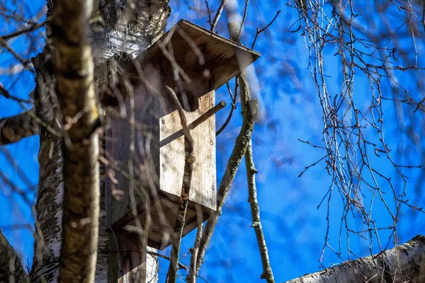 Dřevěný Starling Dům Březovníku — Stock fotografie