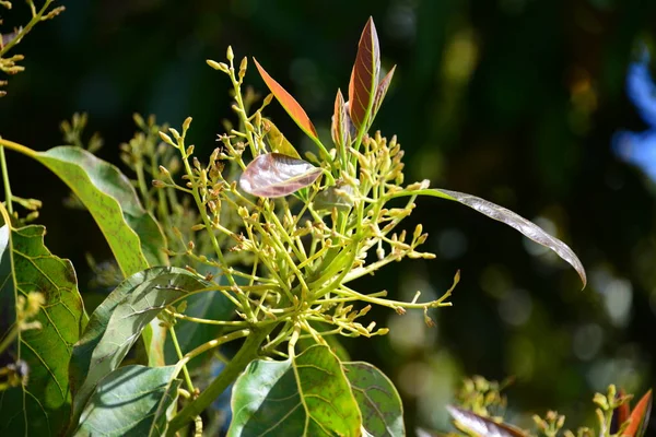 Avocadobaum Flora Und Blätter — Stockfoto