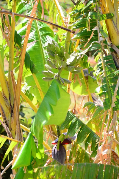 Tropische Plant Bananenboom — Stockfoto