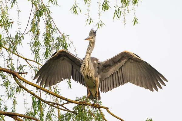 Vacker Utsikt Över Heron Fågel Naturen — Stockfoto