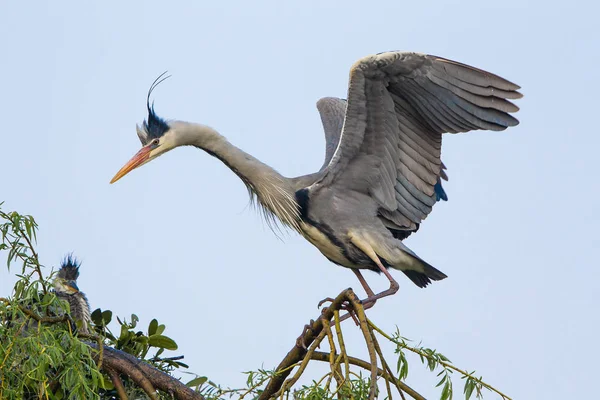 Schilderachtig Uitzicht Prachtige Vogel Natuur — Stockfoto