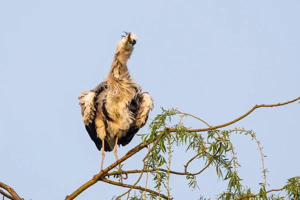 Vista Panorámica Garza Pájaro Naturaleza — Foto de Stock