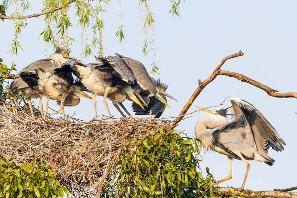 Vue Panoramique Bel Oiseau Nature — Photo