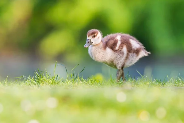 Vue Panoramique Sur Les Oiseaux Oies Nature — Photo