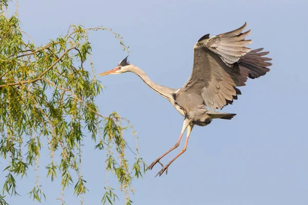 Storkfågel Djurliv Naturfauna — Stockfoto