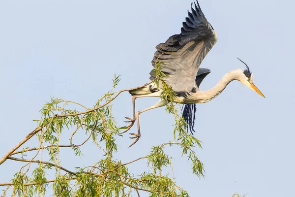 Vacker Utsikt Över Heron Fågel Naturen — Stockfoto