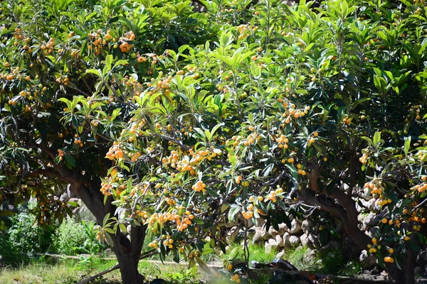 Mispels Árbol España — Foto de Stock