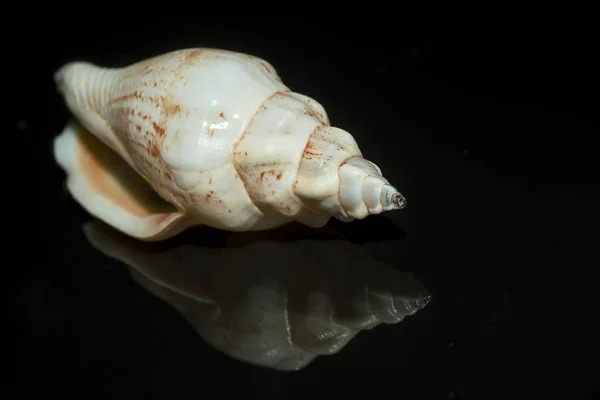 Caracol Shell Hélice Invertebrada — Fotografia de Stock