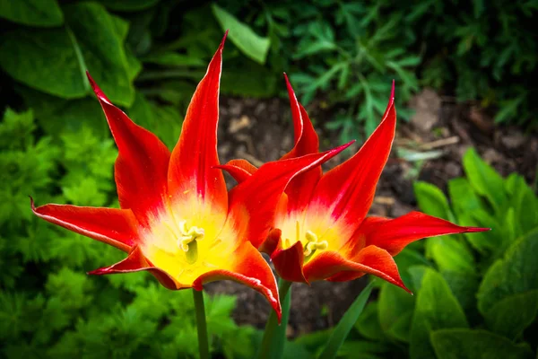 Fiori Tulipano Con Foglie Appuntite — Foto Stock