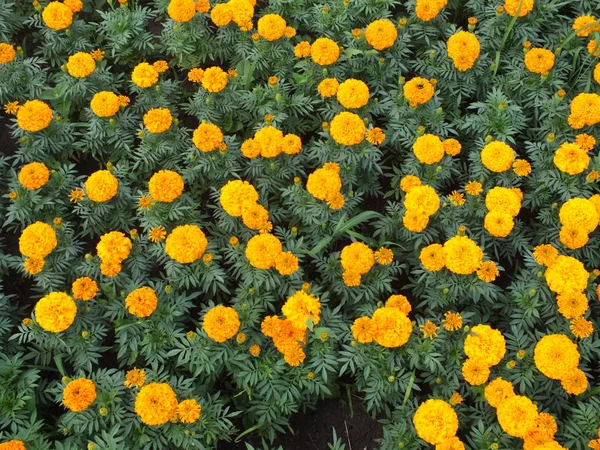 Marigolds Zelené Jako Pozadí — Stock fotografie