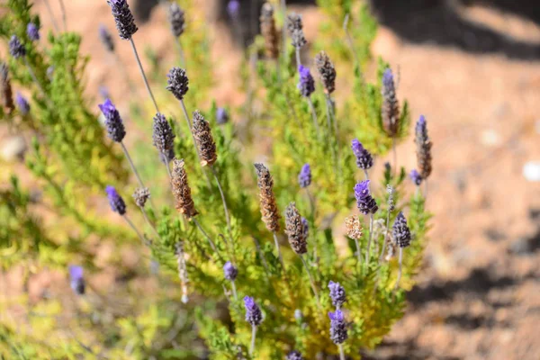 Paarse Lavendelbloemen Violette Bloemblaadjes — Stockfoto