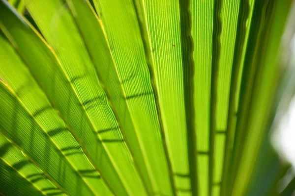 Palmblad Flora Naturen Träd — Stockfoto