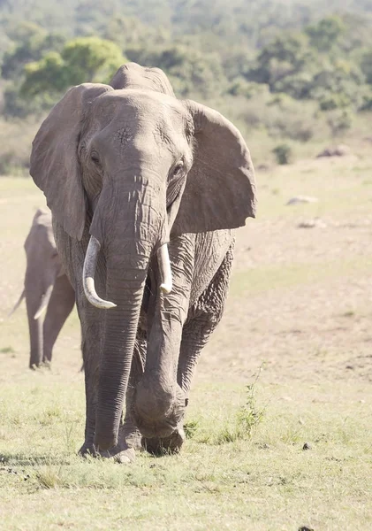 Αφρικανικός Ελέφαντας Loxodonta Africana Ζώο Στη Φύση — Φωτογραφία Αρχείου
