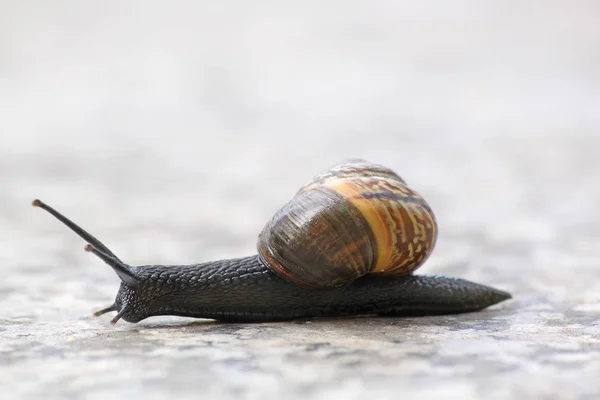 蜗牛壳 软体动物壳 — 图库照片