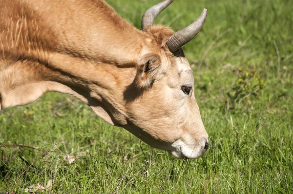 Cabeça Vaca Pastando Prado Verde — Fotografia de Stock