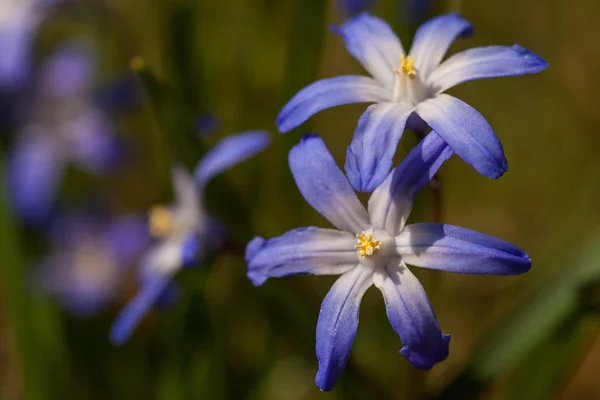 青の初期の花々は — ストック写真