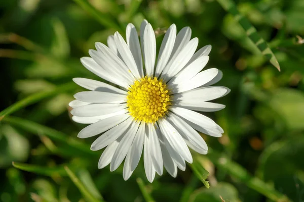 Makro Małych Stokrotek Kwiat Zielonym Trawniku Płytkim Ostrości — Zdjęcie stockowe