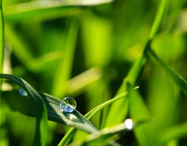 草叶上的露水 — 图库照片