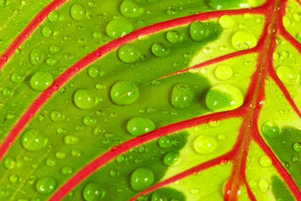 Folha Fundo Verde Com Gotas Chuva — Fotografia de Stock