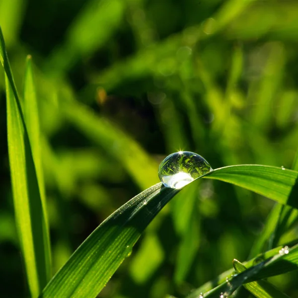 Dew Drop Blade Grass — Stock Photo, Image