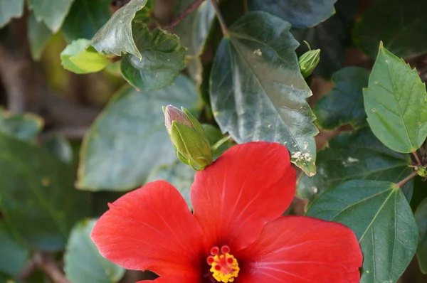 Escénico Hermosa Flor Hibisco Colorido — Foto de Stock