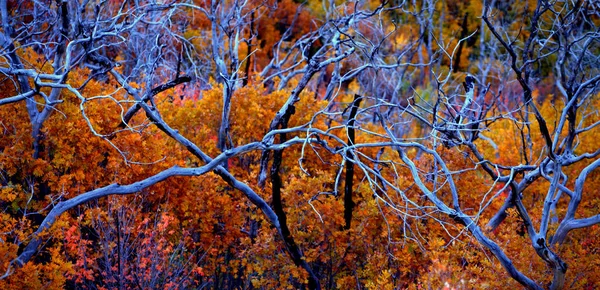 Podzimní Atmosféra Selektivní Zaměření — Stock fotografie