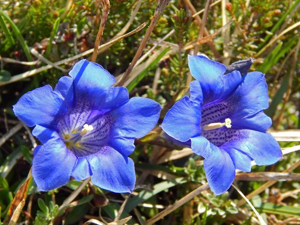 Gentian Flowers Meadow Field — Stock Photo, Image