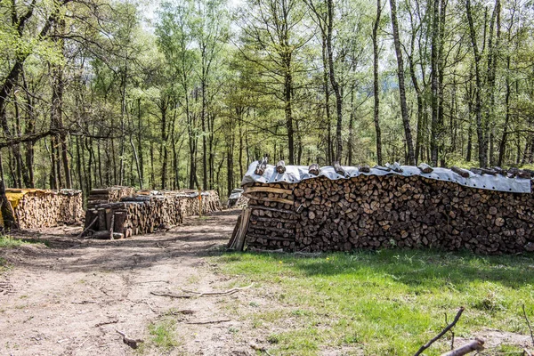 Skogsavverkning Skogsbrynet — Stockfoto