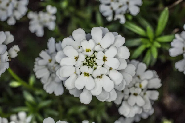 白い花を持つカンジュフト — ストック写真