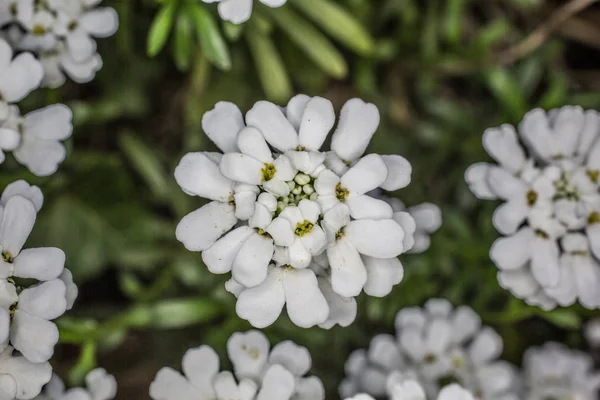 Candytuft Białymi Kwiatami — Zdjęcie stockowe