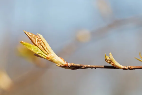 Mladé Listy Větvi Jarním Dni Zavřít — Stock fotografie