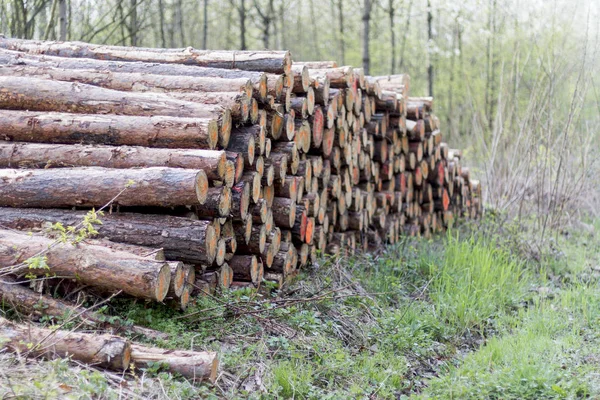Pile Wood Forest Ready Transport Royalty Free Stock Images