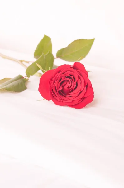 Rose Rouge Simple Sur Lit Images De Stock Libres De Droits