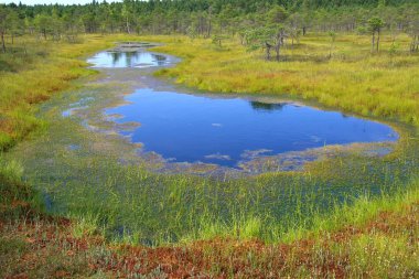 Swamp with blue sky and blue water greenery in the summer time. clipart