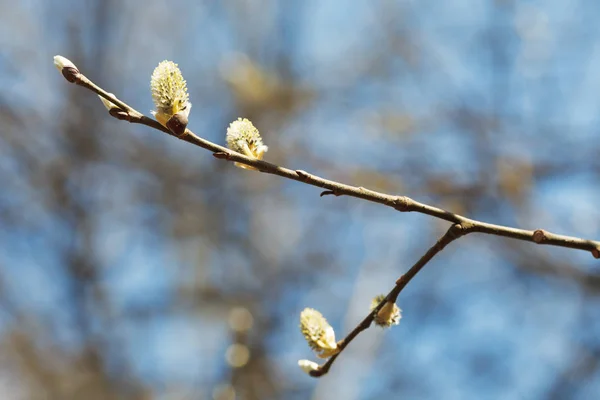 Blossoming Branch Pussy Willow Tree Catkins Spring Forest — Fotografia de Stock