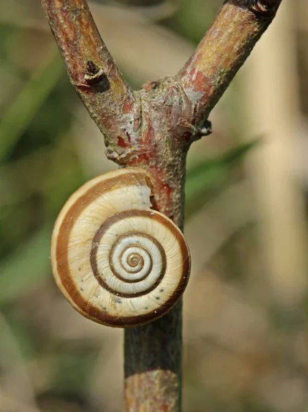 Snäckskal Blötdjursskal — Stockfoto