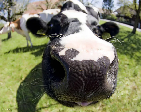 Cows Natural Landscape Selective Focus — Stock Photo, Image