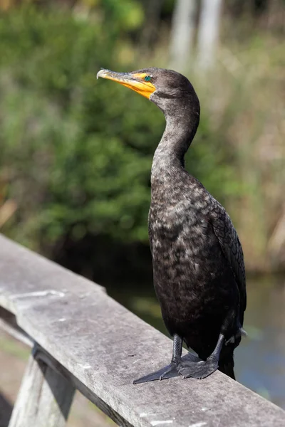 Vue Panoramique Magnifique Oiseau Cormoran Nature — Photo