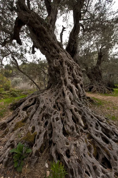 Starověký Olivovník Libanon — Stock fotografie
