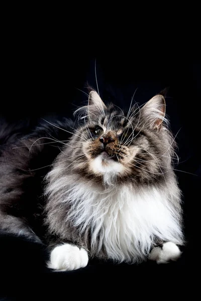 Encantador Lindo Gato Doméstico —  Fotos de Stock