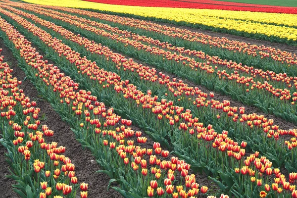 Tulipany Łąkowe Kwiaty Polne — Zdjęcie stockowe