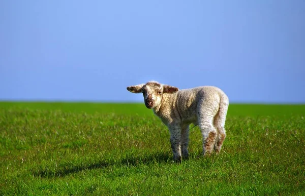 Lamm Deich Westerhever Eiderstedt — Stockfoto