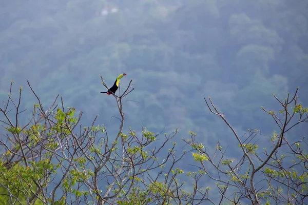 Keel Billed Toucan Sua Árvore América Central Visto Minca Manhã — Fotografia de Stock