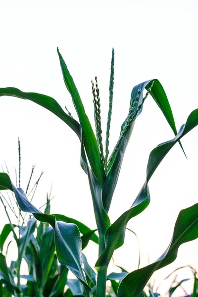 Inflorescence Corn Plantation Sky — Stock Photo, Image