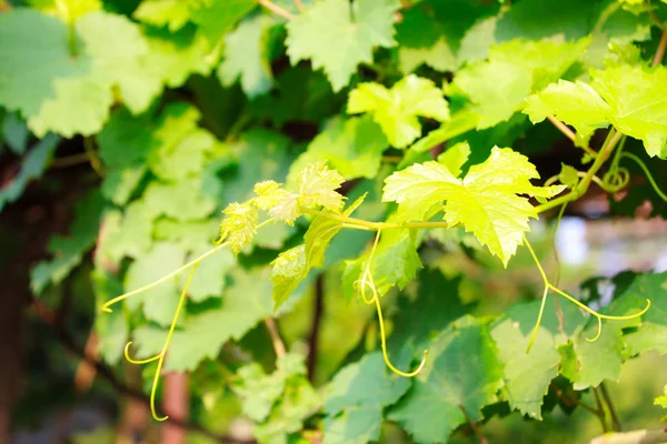 Grape Leaves Nature Garden — Stock Photo, Image